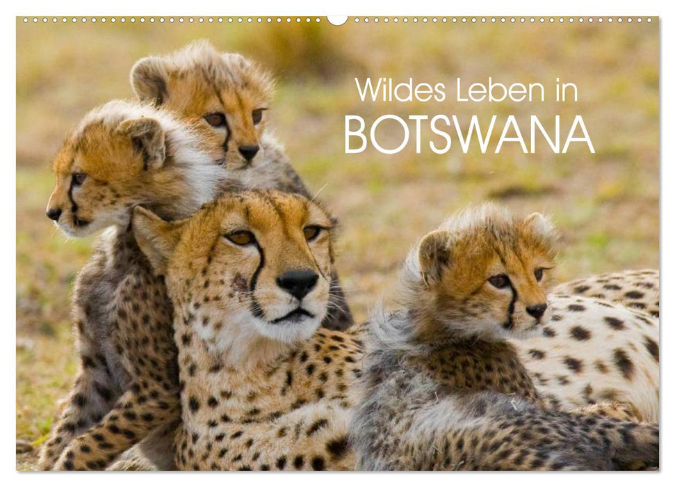 Wildes Leben in Botswana (CALVENDO Wandkalender 2024)