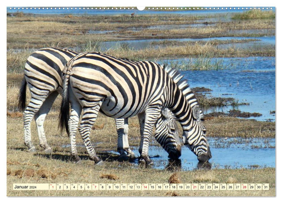 Wild life in Botswana (CALVENDO wall calendar 2024) 