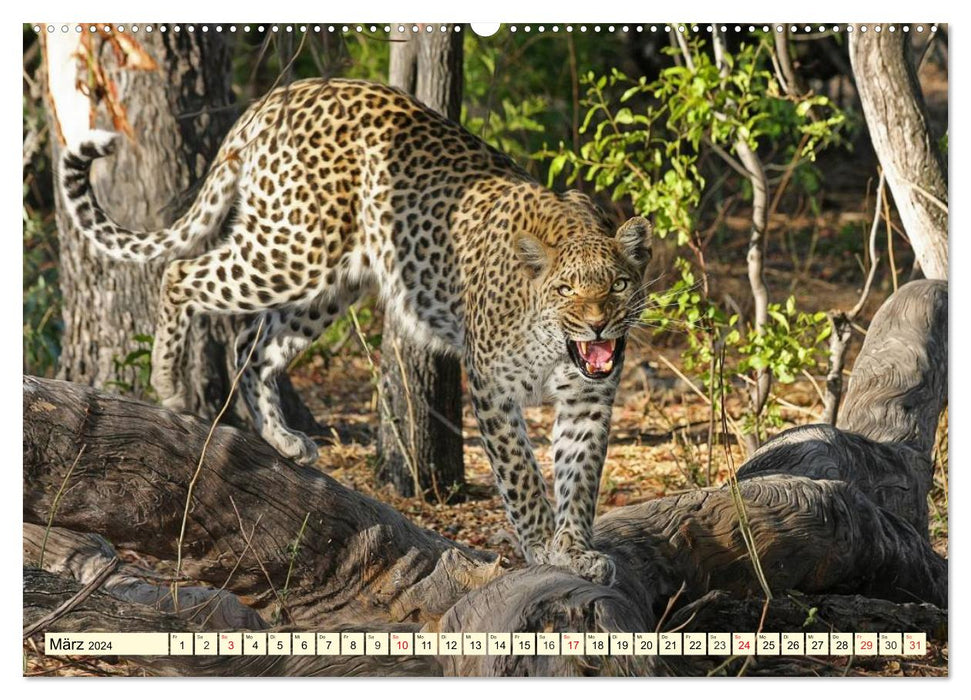 Wild life in Botswana (CALVENDO wall calendar 2024) 