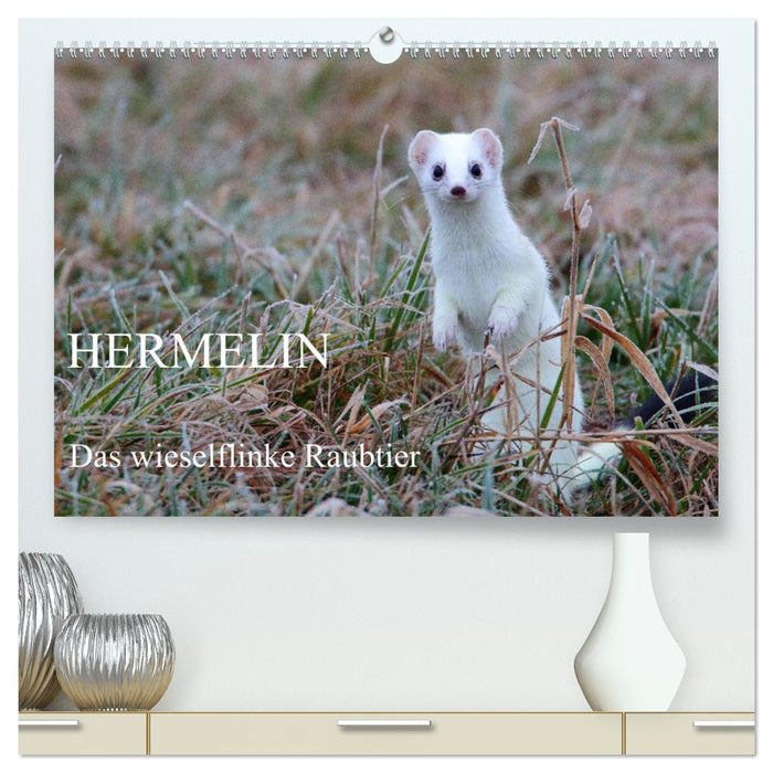 Hermelin - das wieselflinke Raubtier (CALVENDO Premium Wandkalender 2024)