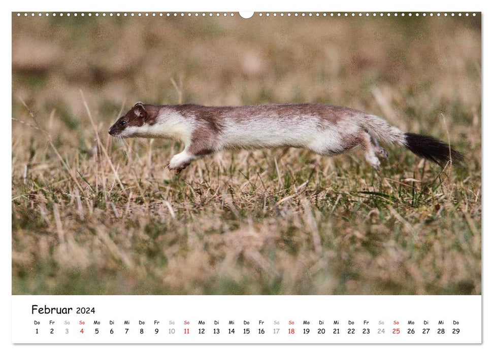 Hermine - le prédateur rapide (Calvendo Premium Wall Calendar 2024) 