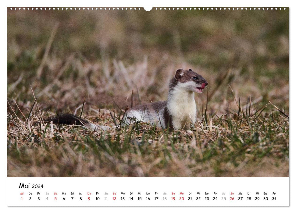 Hermelin - das wieselflinke Raubtier (CALVENDO Premium Wandkalender 2024)