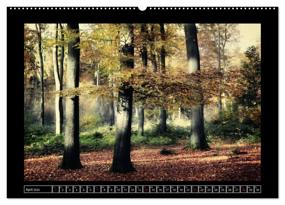 Der Reichswald bei Kleve (CALVENDO Premium Wandkalender 2024)
