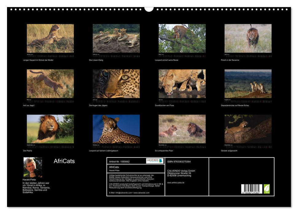 AfriCats (CALVENDO Wandkalender 2024)