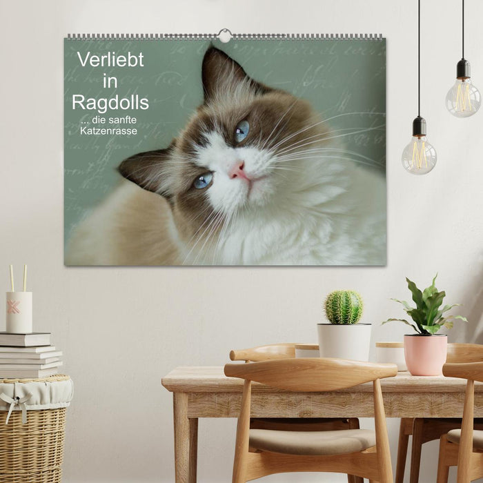Verliebt in Ragdolls ... die sanfte Katzenrasse (CALVENDO Wandkalender 2024)