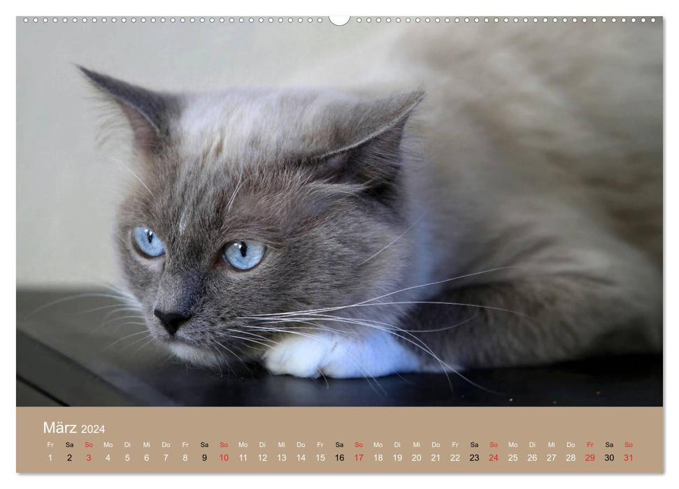 Verliebt in Ragdolls ... die sanfte Katzenrasse (CALVENDO Wandkalender 2024)