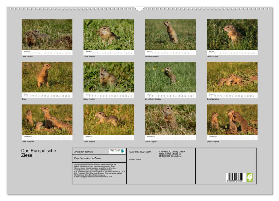 The European ground squirrel (CALVENDO wall calendar 2024) 