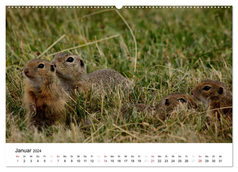 The European ground squirrel (CALVENDO wall calendar 2024) 