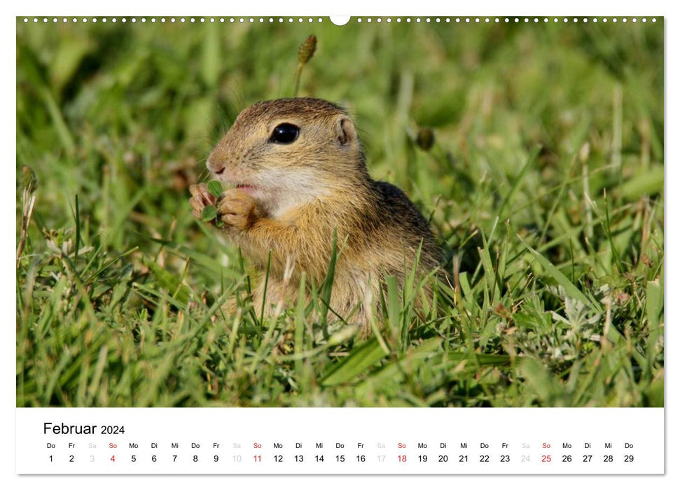 Le spermophile européen (calendrier mural CALVENDO 2024) 