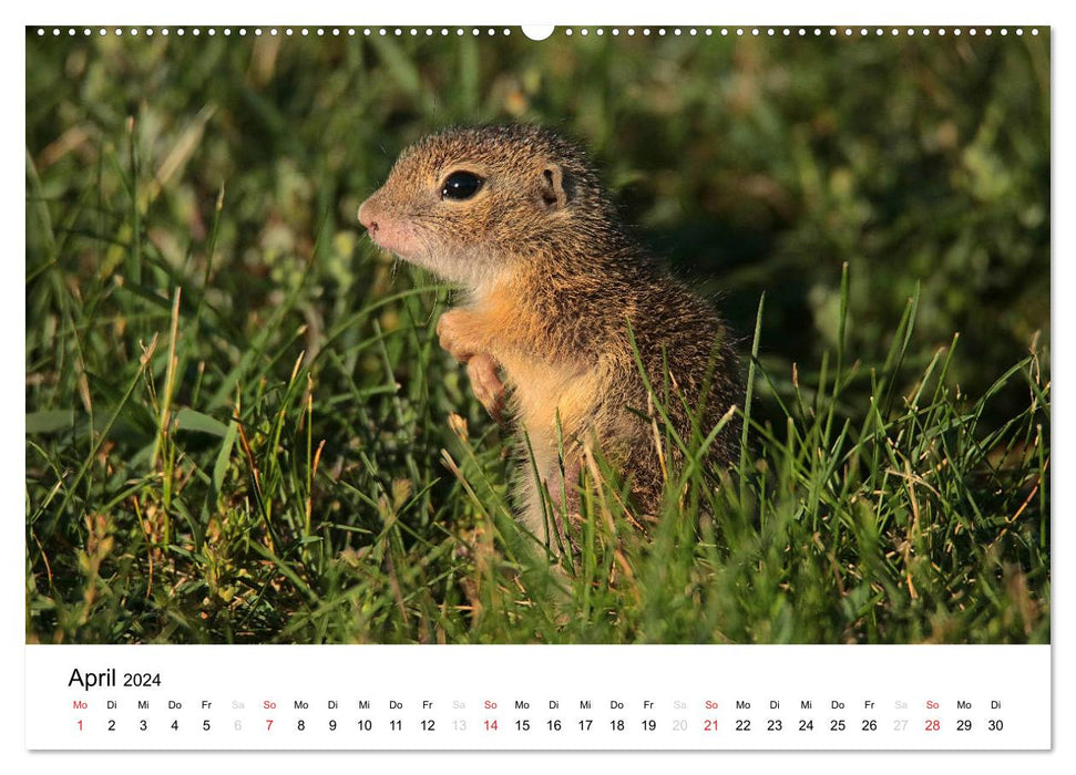 The European ground squirrel (CALVENDO wall calendar 2024) 