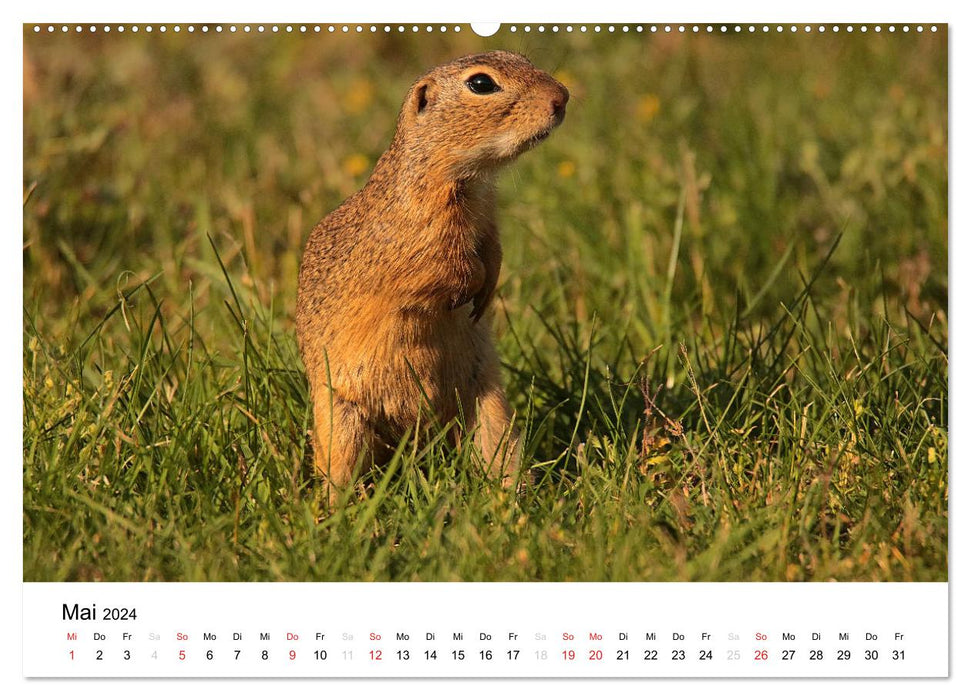 The European ground squirrel (CALVENDO wall calendar 2024) 