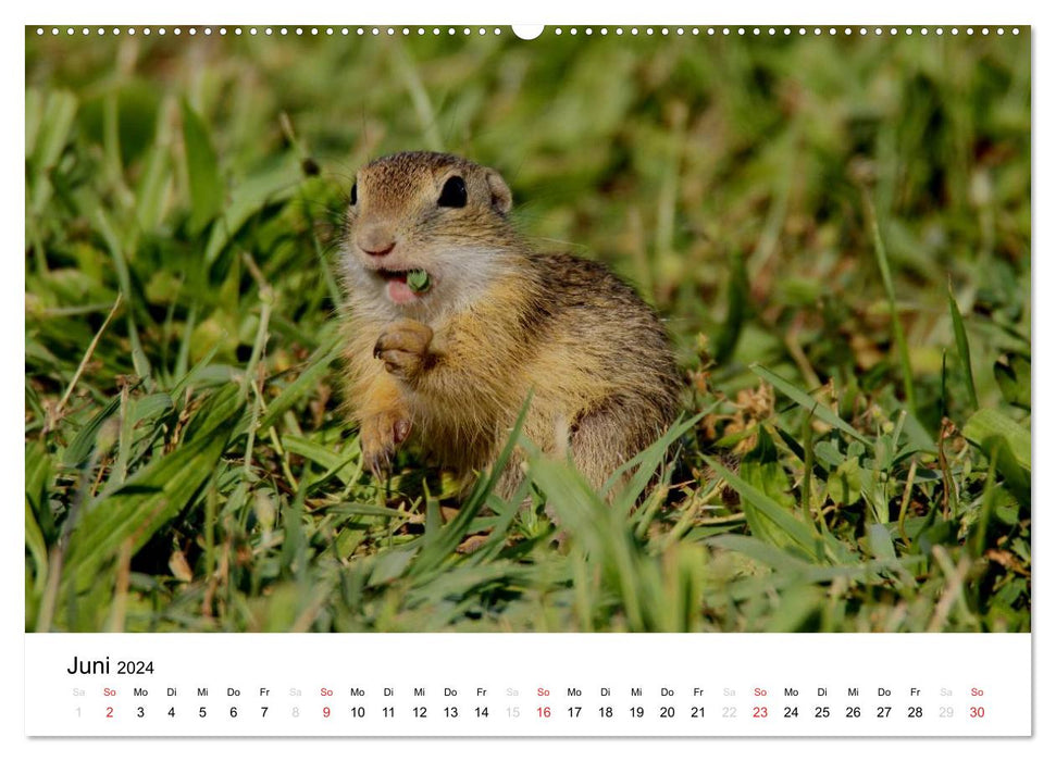 The European ground squirrel (CALVENDO wall calendar 2024) 