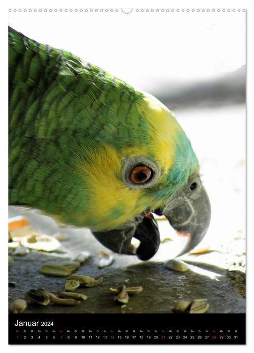 Mit Papageien farbenfroh durchs Jahr (CALVENDO Premium Wandkalender 2024)