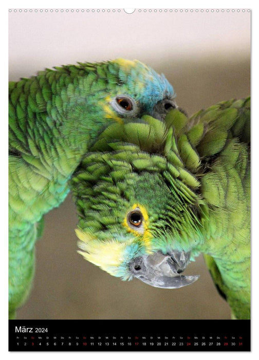 Mit Papageien farbenfroh durchs Jahr (CALVENDO Premium Wandkalender 2024)