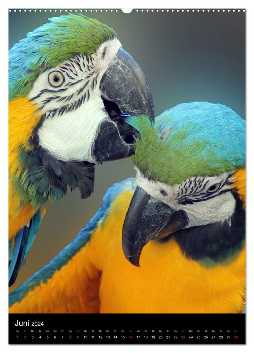 Coloré toute l'année avec des perroquets (Calendrier mural CALVENDO Premium 2024) 
