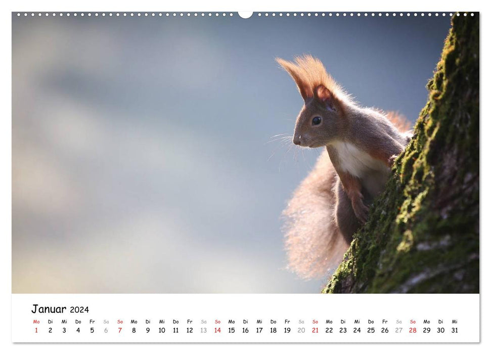 Our squirrels in Bavaria (CALVENDO wall calendar 2024) 