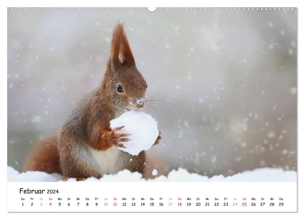 Unsere Eichhörnchen in Bayern (CALVENDO Wandkalender 2024)