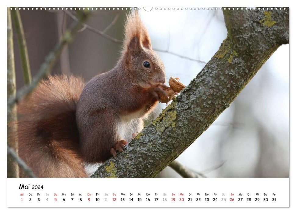 Nos écureuils en Bavière (calendrier mural CALVENDO 2024) 