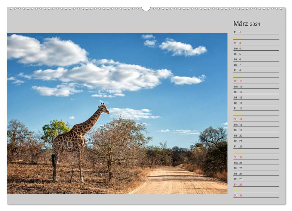 Twigas - Giraffes (CALVENDO wall calendar 2024) 