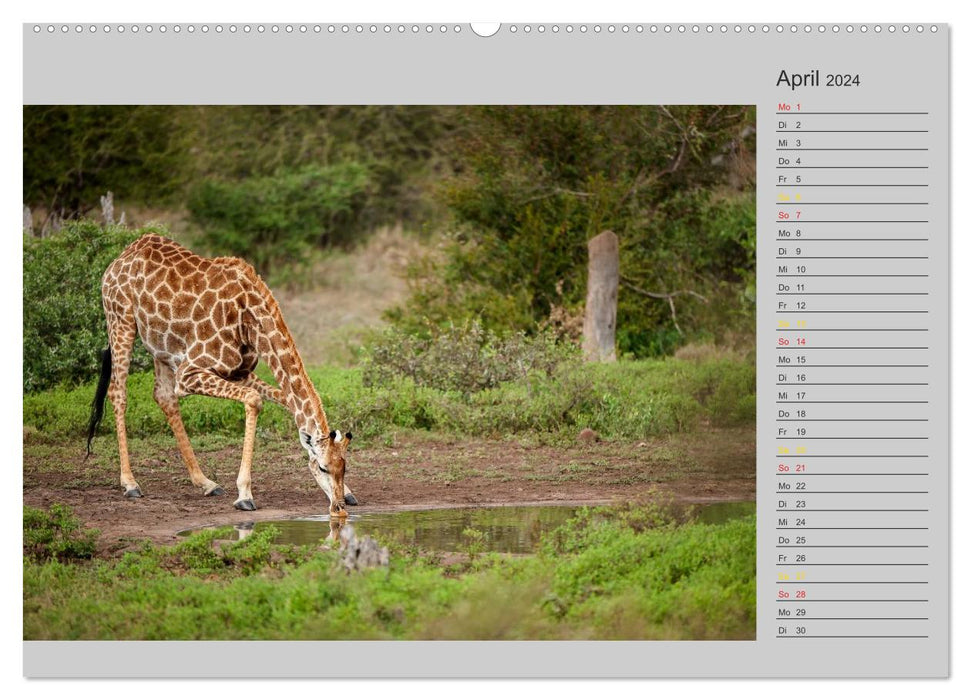 Twigas - Giraffes (CALVENDO wall calendar 2024) 