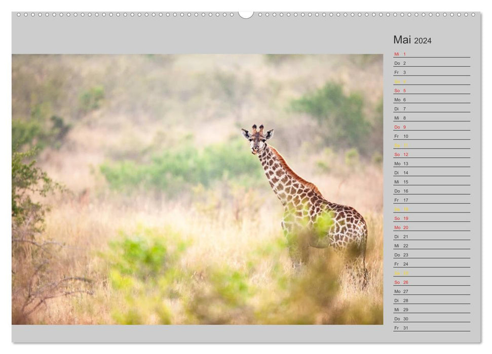 Twigas - Giraffen (CALVENDO Wandkalender 2024)