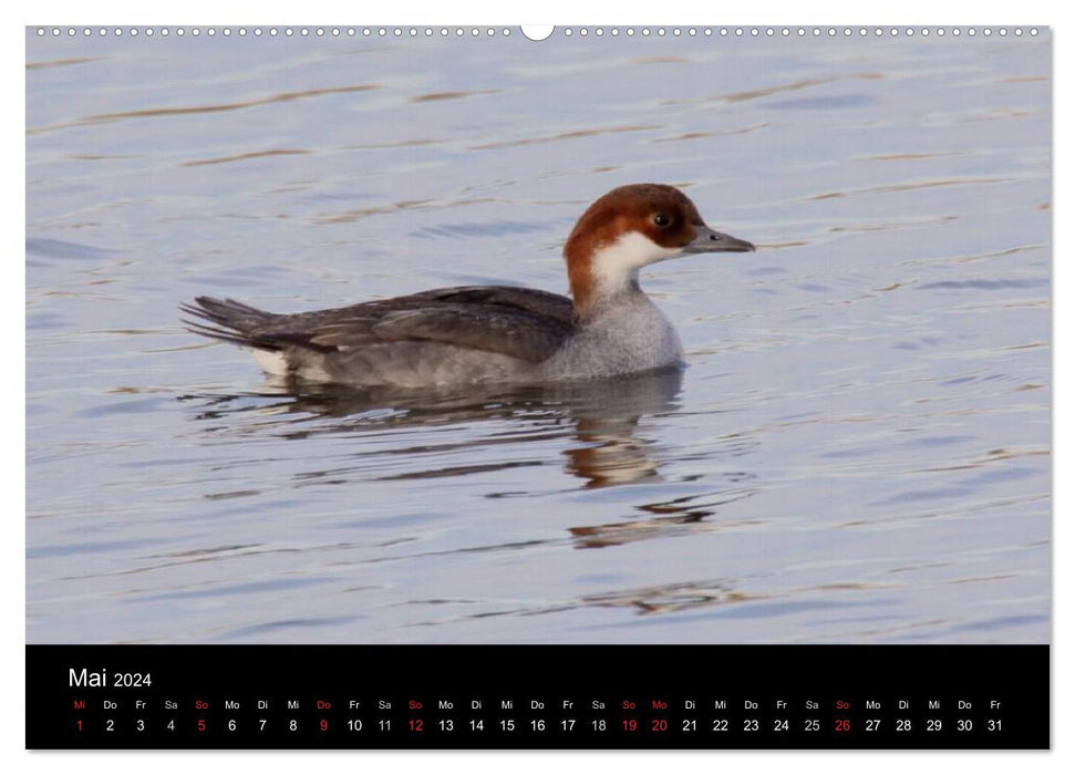 Einblicke in die Welt der Säger (CALVENDO Wandkalender 2024)