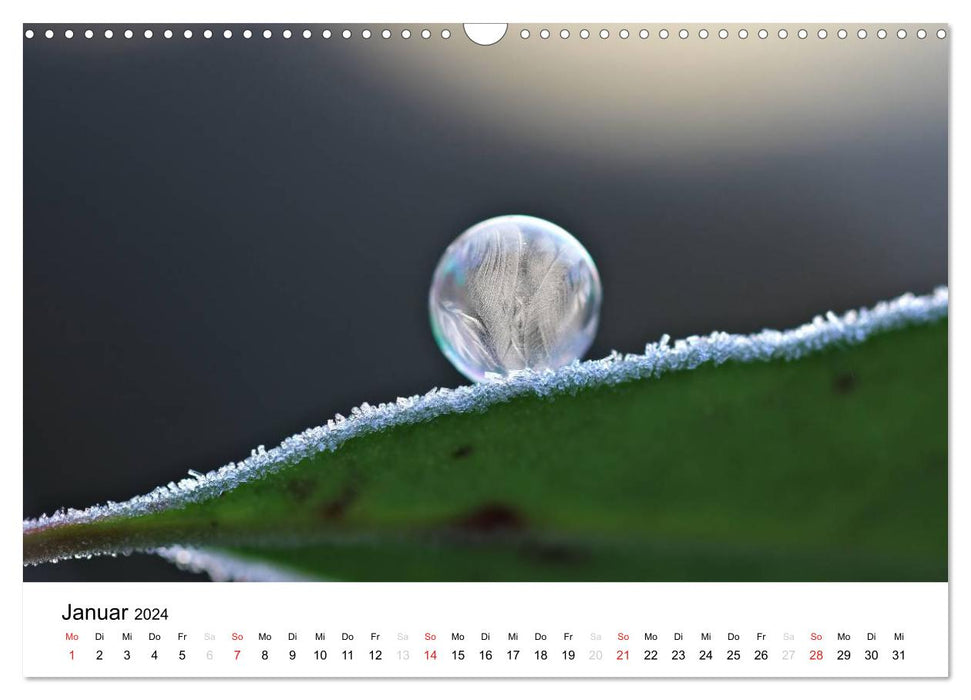 Fragile Schönheiten - Gefrorene Seifenblasen (CALVENDO Wandkalender 2024)