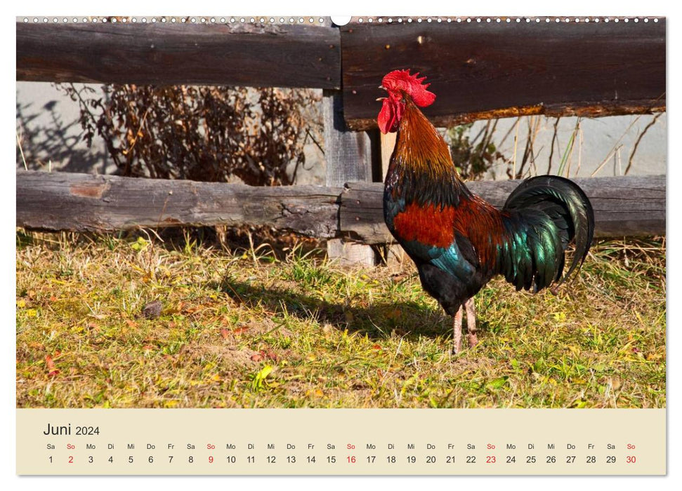 We are the stars on the farm (CALVENDO wall calendar 2024) 