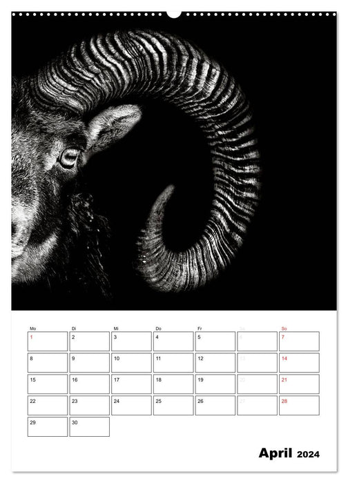 Character heads from the world of animals (CALVENDO wall calendar 2024) 