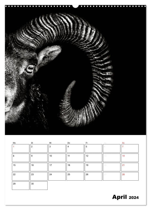 Charakterköpfe aus der Welt der Tiere (CALVENDO Wandkalender 2024)