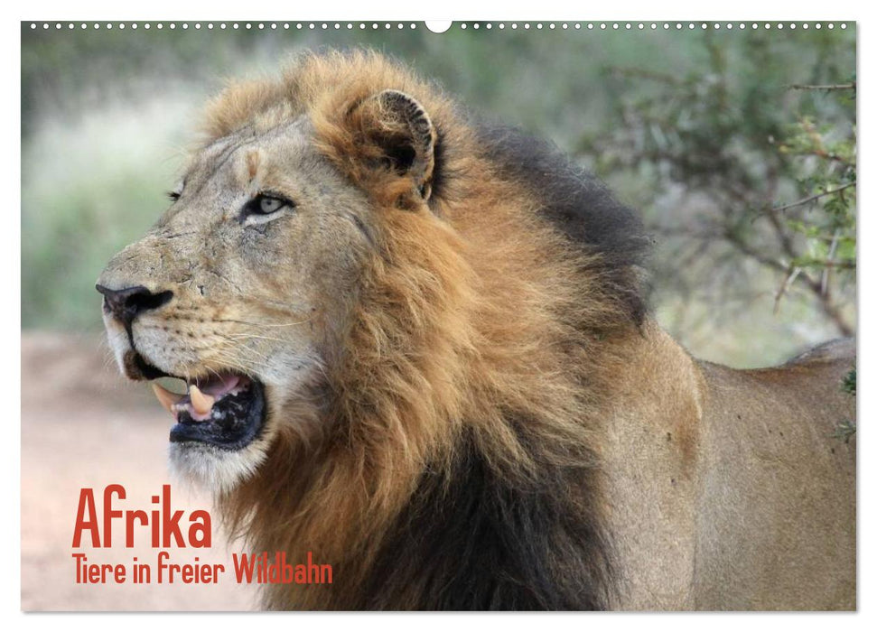 Afrika. Tiere in freier Wildbahn (CALVENDO Wandkalender 2024)