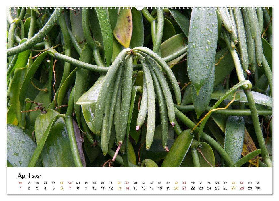 La Réunion - On the island of feelings (CALVENDO Premium Wall Calendar 2024) 