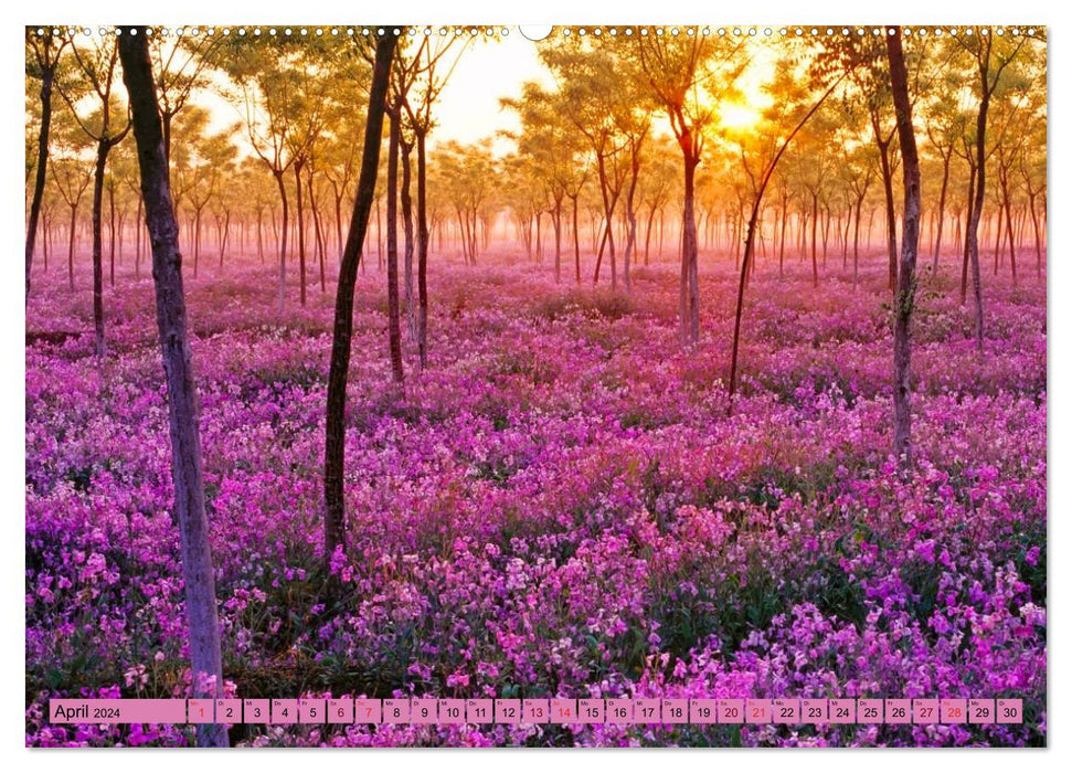 Purple - the mystical color (CALVENDO Premium Wall Calendar 2024) 