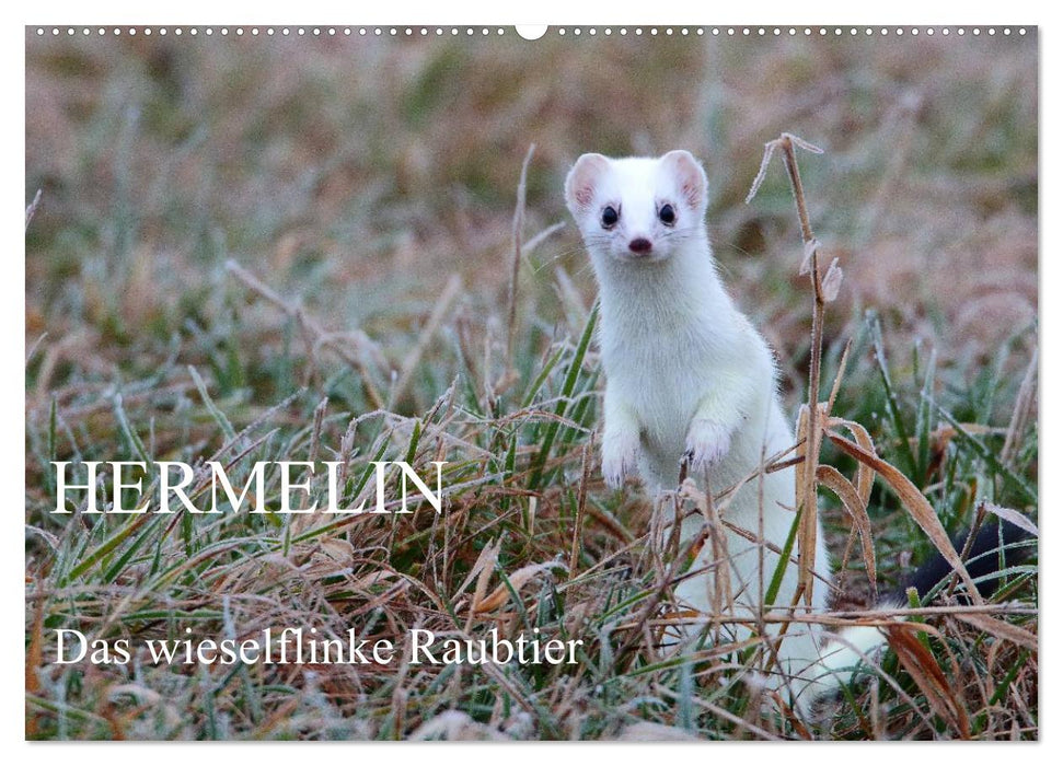 Hermelin - das wieselflinke Raubtier (CALVENDO Wandkalender 2024)