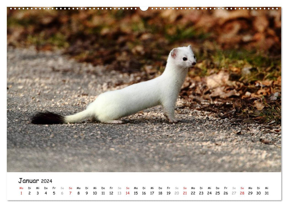 Hermelin - das wieselflinke Raubtier (CALVENDO Wandkalender 2024)