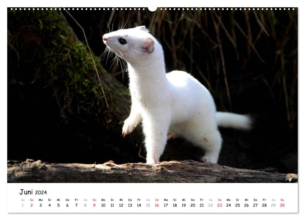 Ermine - the swift predator (CALVENDO wall calendar 2024) 