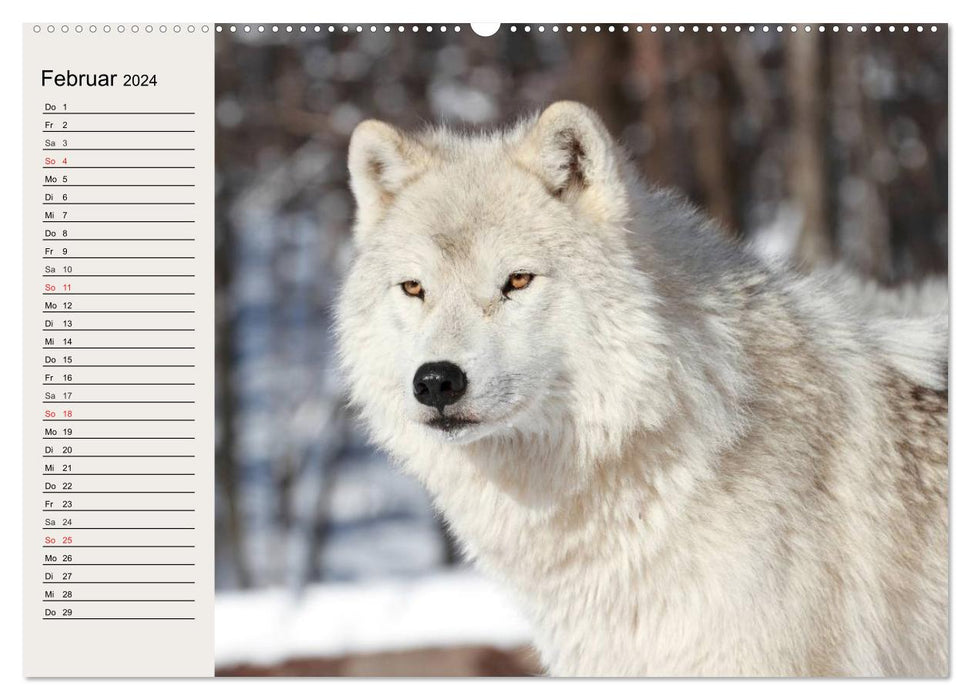 Wolves. Daring Grace (CALVENDO Premium Wall Calendar 2024) 