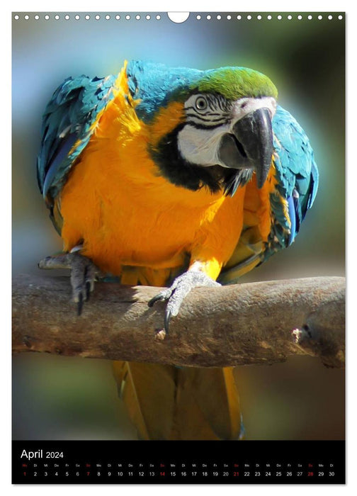 Colorful throughout the year with parrots (CALVENDO wall calendar 2024) 