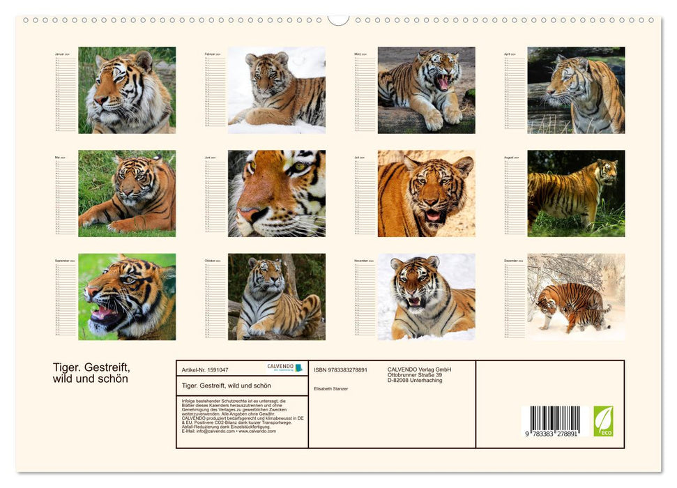 Tiger. Gestreift, wild und schön (CALVENDO Premium Wandkalender 2024)