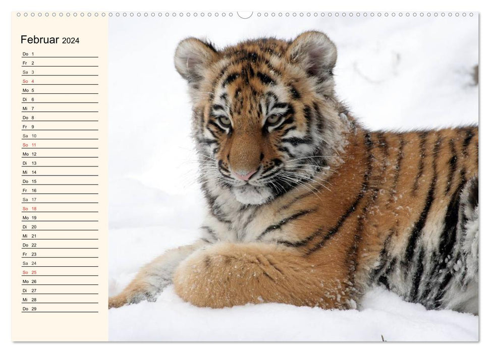 Tiger. Gestreift, wild und schön (CALVENDO Premium Wandkalender 2024)