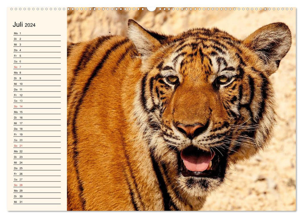 Tiger. Gestreift, wild und schön (CALVENDO Premium Wandkalender 2024)