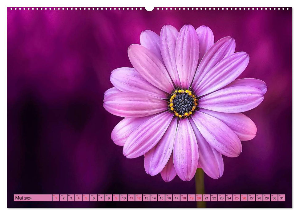 Purple - the mystical color (CALVENDO wall calendar 2024) 