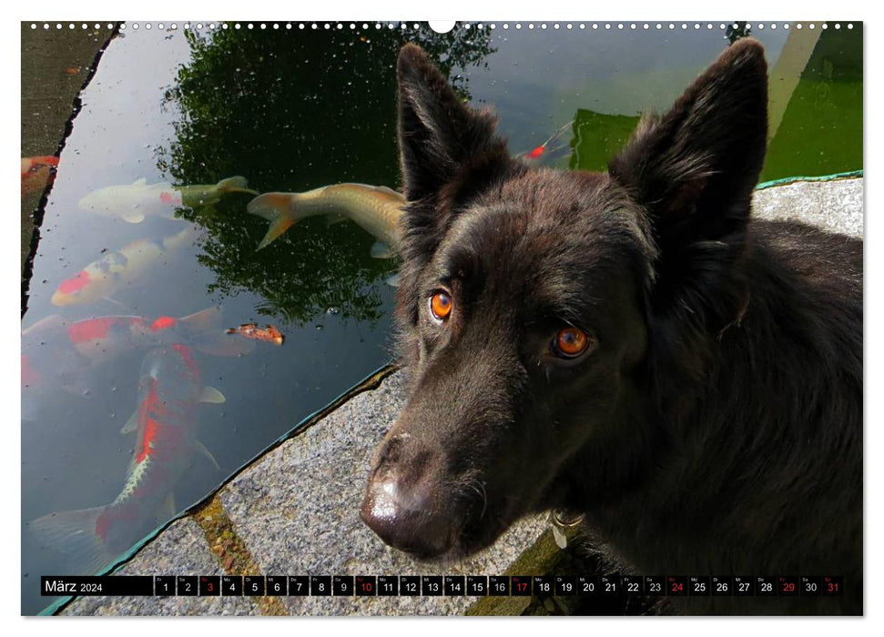 DOG'S DREAM - wovon Hunde träumen (CALVENDO Premium Wandkalender 2024)