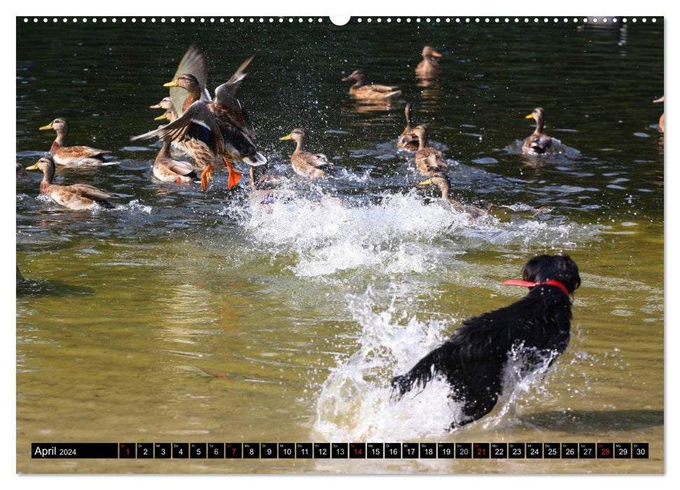 DOG'S DREAM - wovon Hunde träumen (CALVENDO Premium Wandkalender 2024)