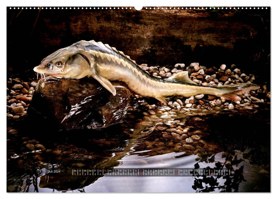 NOTRE POISSON. Eau fraiche. (Calendrier mural CALVENDO Premium 2024) 