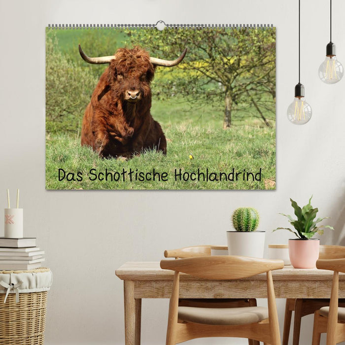 Le bétail écossais des Highlands (Calvendo mural CALVENDO 2024) 