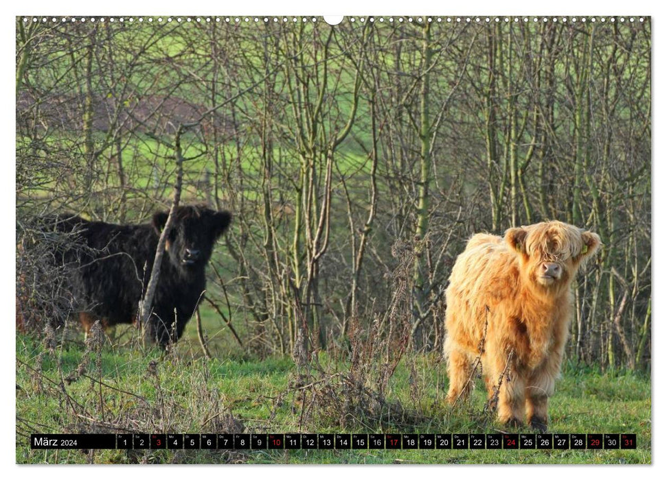 Le bétail écossais des Highlands (Calvendo mural CALVENDO 2024) 