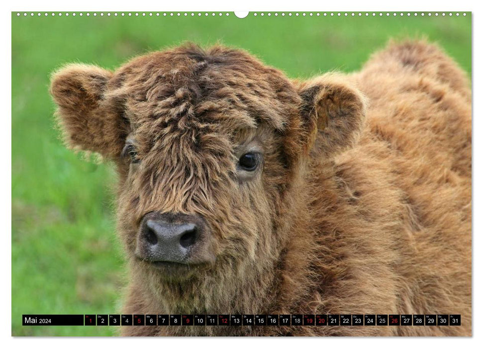 Das Schottische Hochlandrind (CALVENDO Wandkalender 2024)