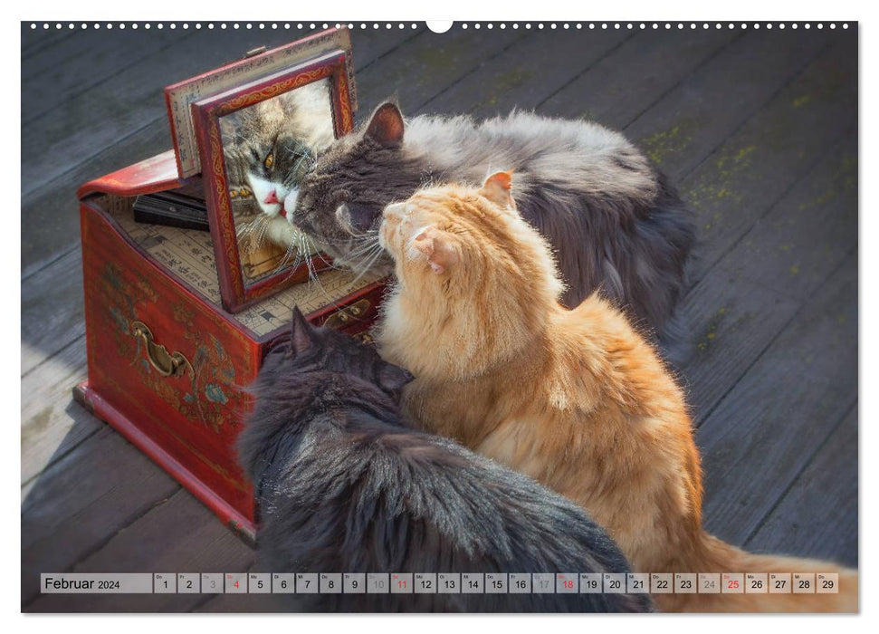 Taffe Begegnungen-Drei Waldkatzen auf Abenteuerreisen (CALVENDO Premium Wandkalender 2024)