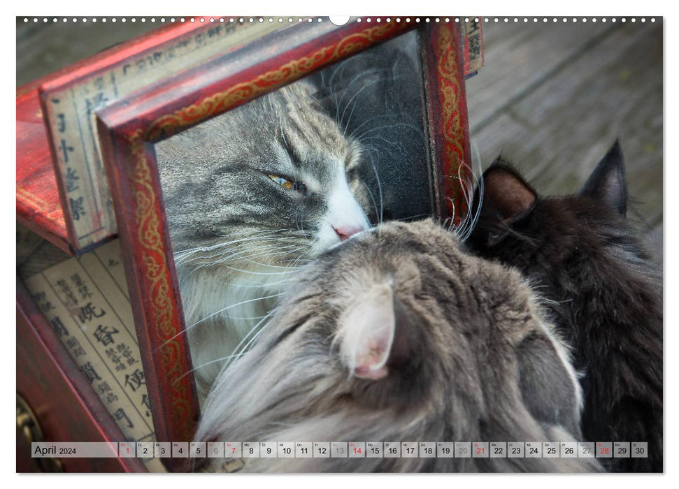 Rencontres difficiles – Trois chats de la forêt en voyage d'aventure (Calvendo Premium Wall Calendar 2024) 